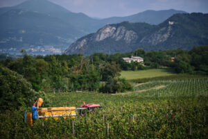 vendemmia in franciacorta 2023 la montina