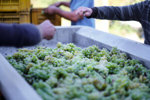 Montina Franciacorta Harvest 2024