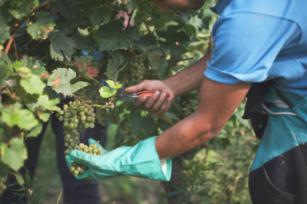 vendemmia franciacorta 2024 montina
