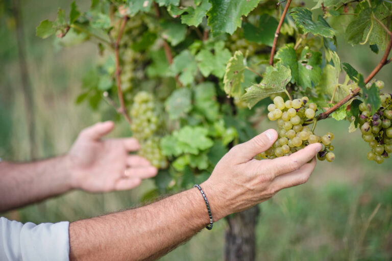 montina franciacorta cantina vigneto