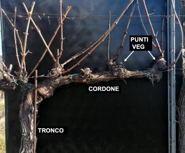 potatura franciacorta montina potatura franciacorta montina