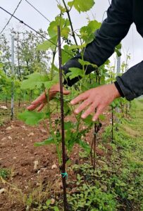 vigneti montina franciacorta