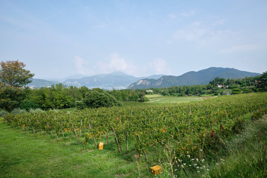 vigneti montina franciacorta potatura simonith & sirch