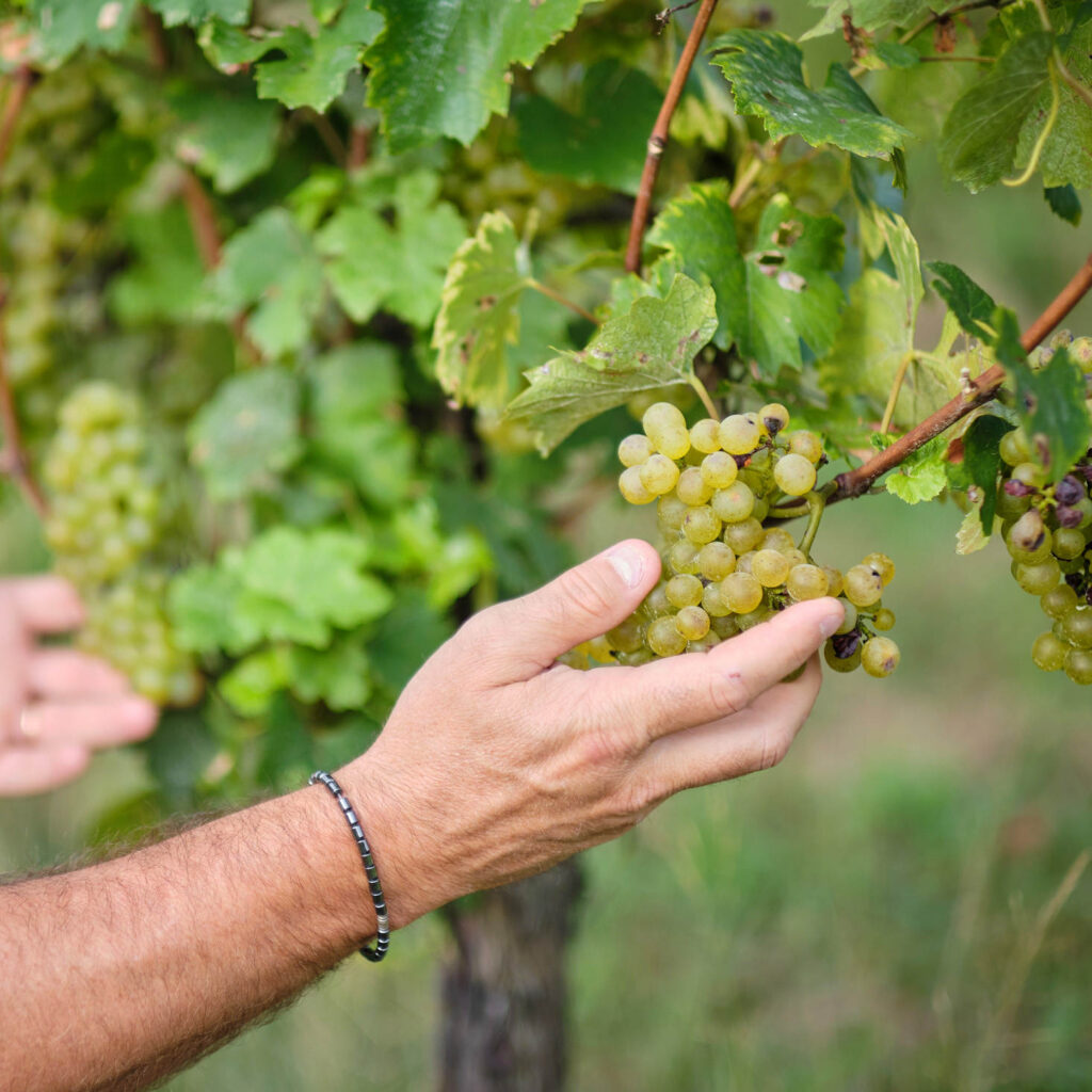Campagna the m movement montina franciacorta 2025-2