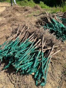 new Montina vineyard planting – Chardonnay in Gussago