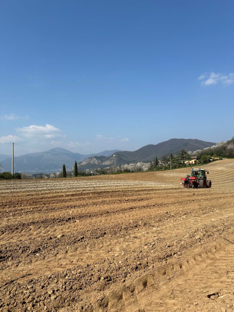 impianto nuovo vigneto montina monte rotondo