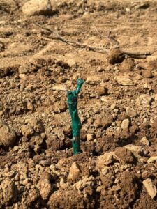 new Montina vineyard planting – Pinot Nero in Monte Rotondo