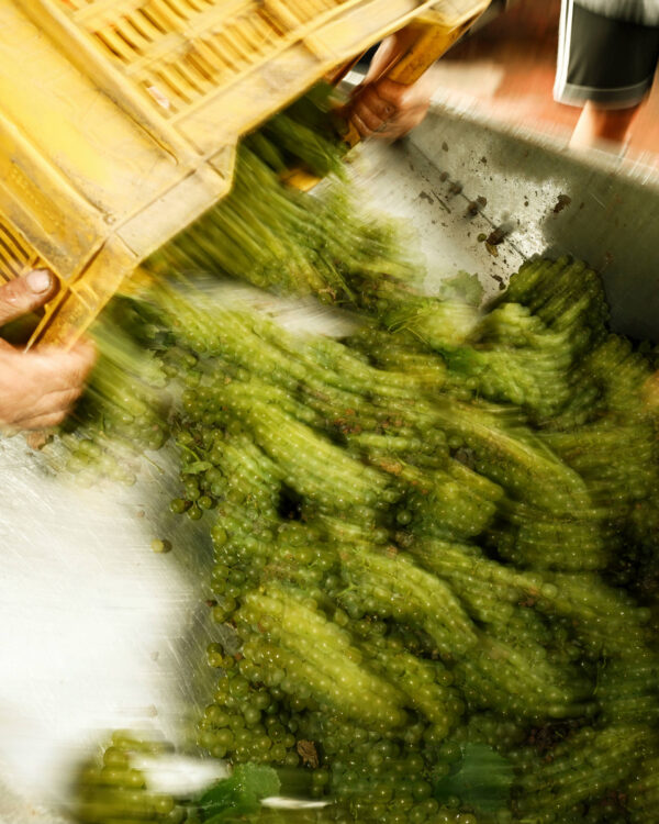 vendemmia franciacorta 2025 montina vendemmia franciacorta 2025 montina