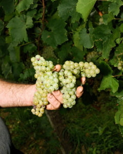 vendemmia franciacorta 2025 montina uva