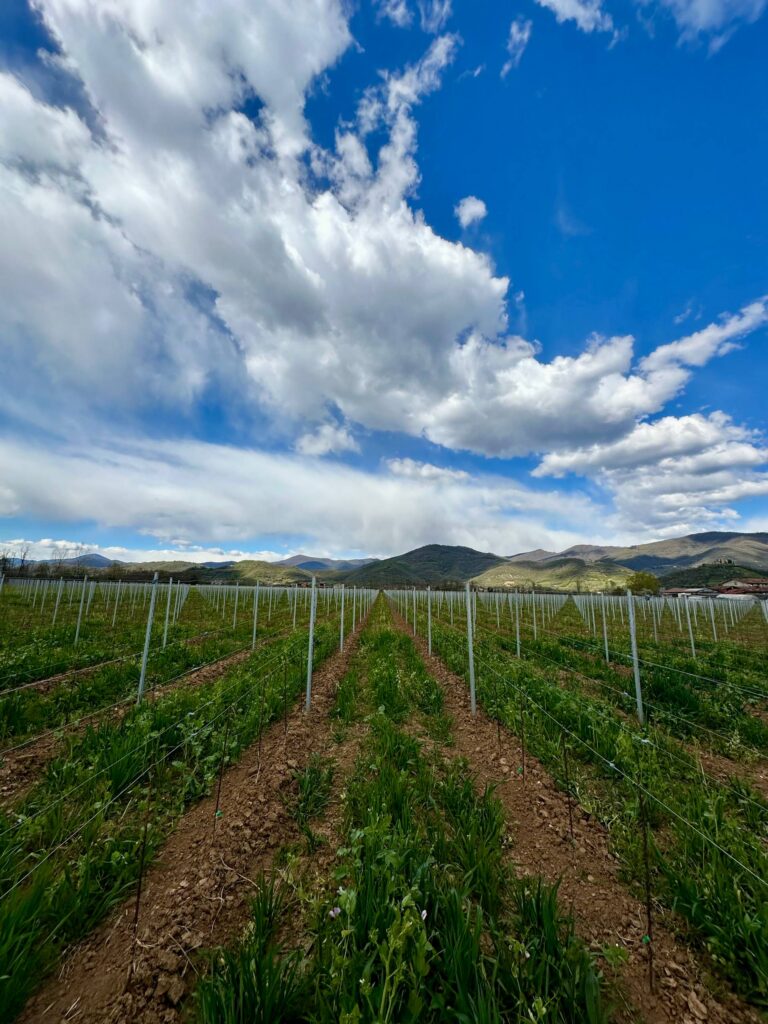 vigneto franciacorta